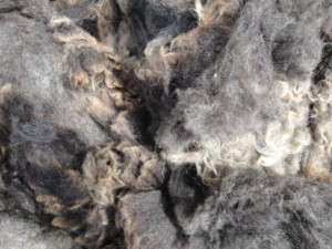 ...woolly business.