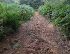 ...and many muddy trails. Make sure to check the weather when getting dressed. I was in luck with sun that day, otherwise this section could have turned into a rather slippery slope.