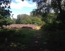 Once you had your little adventure and hopefully did not take a wrong turn like I did, you'll pass by a few more open spaces before heading through trees and shrubbery for quite a while...