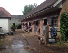 Once you had your ginful experience at the pool, you'll pass by a cute little family farm...