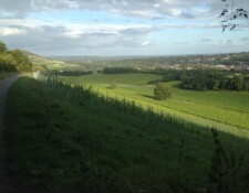 ...then walking along a street passing some vineyards...