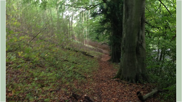 ...and back into the woods, along the stretch that runs parallel to the motorway. Not as peaceful as the open fields we've been spoiled with so far, but don't you worry...