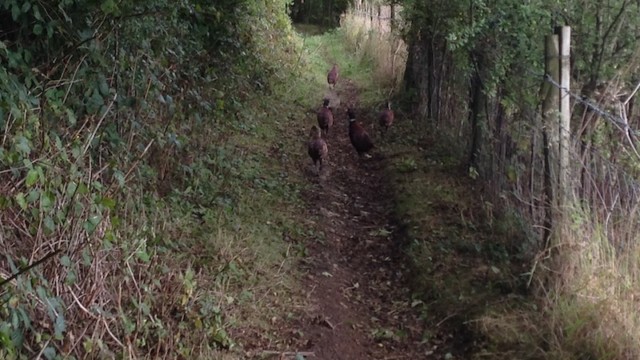 ...which shall cheerfully lead the way.