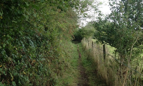 In addition to views, you might also meet some walking companions...