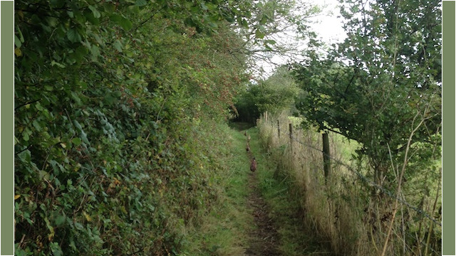 In addition to views, you might also meet some walking companions...