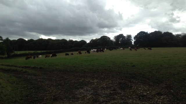 ...which leads passed some furry creatures as well! They can appear slightly intimidating at times, especially when the trail requires you to walk right through the middle, something to look forward to in upcoming sections...