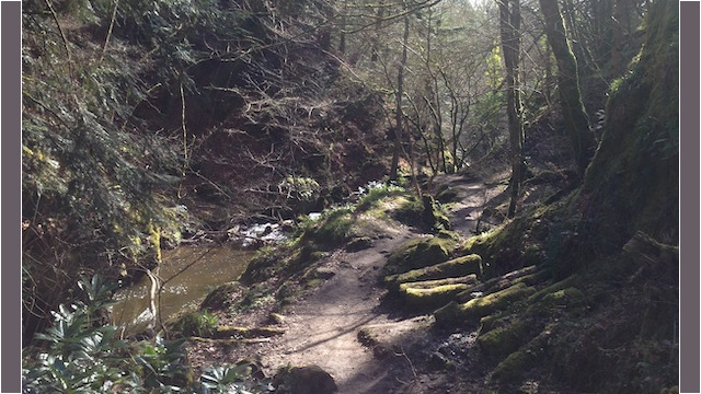 They can't be trusted, so if you do encounter one, engage with caution. You may think I'm being silly, but have a look around as you walk. Being surrounded by stones and tree stumps overgrown with moss, covering the grounds like a carpet, adding a green haze to your view does occasionally make you wonder what might loom around the next corner, tree...