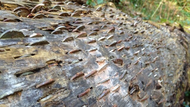 Rosemarkie's Fairy Glen used to be site of a well-dressing ceremony when local children decorated the pool next to the spring with flowers to ensure the fairies kept the water clean. The ceremony no longer happens but the superstition remains resulting in coins being hammered into nearby tree stumps, not only to keep the water clean but to save our souls. The tradition must have been going on for years if you have a closer look at the coins. Not wanting to upset the fairies either, I did leave one behind as well.