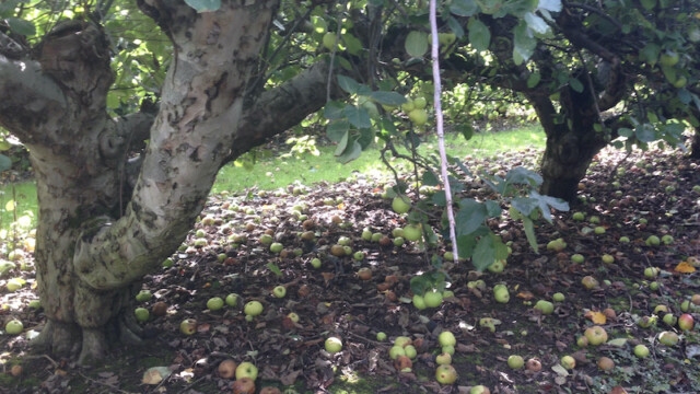 ...leading straight to Perry Court Farm's orchard where you can grab a little fruity treat for later or give in to its even sweeter temptations right then and there if you have time to spare.