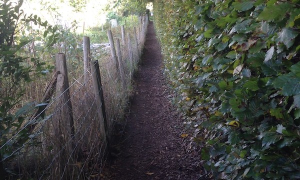...and along a narrow (hedgy) alleyway...