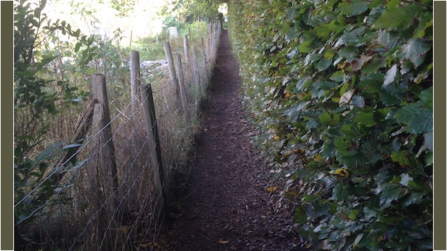 ...and along a narrow (hedgy) alleyway...